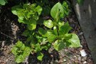 vignette Hydrangea macrophylla 'Devon Cream' au dbourement