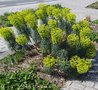 vignette Euphorbia characias ssp wulfenii