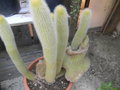 vignette Cleistocactus sp