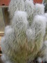 vignette Cephalocereus senilis