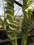 vignette Cereus forbesii f spiralis