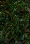 vignette Ilex aquifolium 