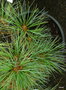 vignette Pinus strobus nana