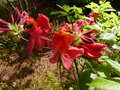 vignette Rhododendron Hebien qui commence  parfumer au 22 04 15