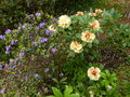 vignette Rhododendron Invitation bien jaune au 20 04 15