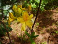 vignette Rhododendron Luteum trs parfum au 22 04 15