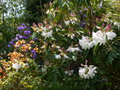 vignette Rhododendrons en fleurs  l'ouest du jardin au 22 04 15