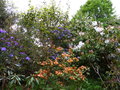 vignette Rhododendrons en compagnie au 20 04 15