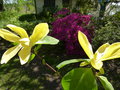 vignette Magnolia Daphne aux grandes fleurs ouvertes et bien jaunes au 22 04 15