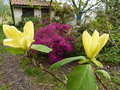 vignette Magnolia Daphne dans son environnement au 19 04 15
