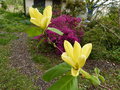 vignette Magnolia Daphne dans son environnement autre vue au 19 04 15