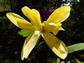 vignette Magnolia Daphne d'un beau jaune au 22 04 15