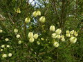 vignette Melaleuca ericifolia gros plan parfumé au 22 04 15