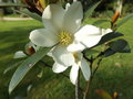 vignette Magnolia (michelia) yunnanensis