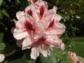 vignette Rhododendron 'Cheer' ?