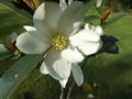 vignette Michelia (magnolia) yunnanensis