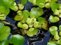 vignette Eichhornia crassipes, jacinthe d'eau