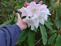 vignette Rhododendron loderi king Georges gros plan des normes fleurs trs parfumes au 19 04 15