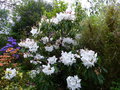 vignette Rhododendron loderi king Georges immense (2,5m) et parfum au 25 04 15
