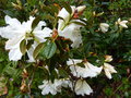 vignette Rhododendron fragantissimum trs parfum au 22 04 15