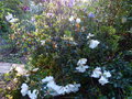 vignette Rhododendron fragantissimum trs parfum au 23 04 15