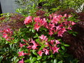 vignette Rhododendron Jolie madame bien parfum au 25 04 15