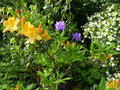 vignette Rhododendron Lingot d'or qui parfum son environnement au 25 04 15