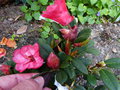 vignette Rhododendron Burletta corolle double revers de feuilles bordeaux au 25 04 15