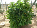 vignette Euphorbia sp