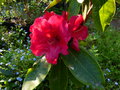 vignette Rhododendron Markeeta's prize premires fleurs au 23 04 15