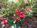 vignette Rhododendron Blitz au 25 04 15