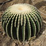 vignette Echinocactus grusonii var inermis