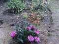 vignette Rhododendron Graziella au magnifique feuillage dans son environnement  au 25 04 15