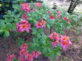 vignette Rhododendron Hebien trs parfum au 25 04 15