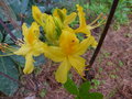 vignette Rhododendron Luteum trs parfum au 23 04 15