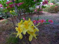 vignette Rhododendron Luteum trs parfum au 25 04 15