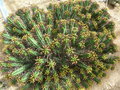 vignette Euphorbia enopla