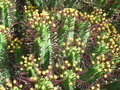 vignette Euphorbia enopla