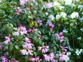 vignette Rhododendron williamsianum roots barrett autre vue au 25 04 15