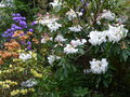 vignette Rhododendrons en folie autre vue au 25 04 15