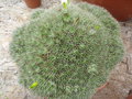 vignette Deuterocohnia brevifolia