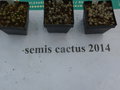 vignette Semis cactus