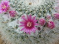 vignette Cactus en fleur - Mammillaria