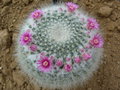 vignette Cactus en fleur - Mammillaria