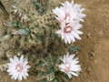 vignette Cactus en fleur
