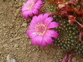vignette Cactus en fleur