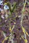 vignette Cercidiphyllum japonicum 'Rotfuchs'