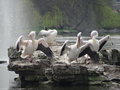 vignette Saint James Park - Londres - Les plicans
