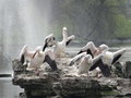 vignette Saint James Park - Londres - Les plicans