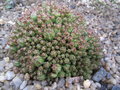 vignette Euphorbia submammilaris var. Pfersdorfii
